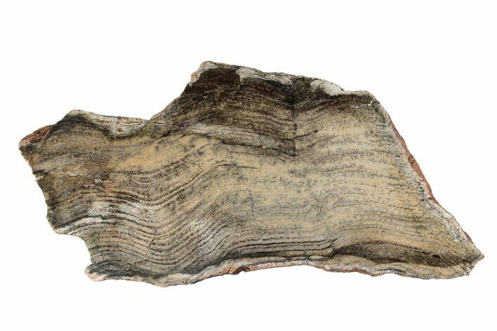 Polished Strelley Pool Stromatolite Slab - Billion Years Old #197358
